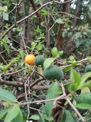Eugenia pyriformis