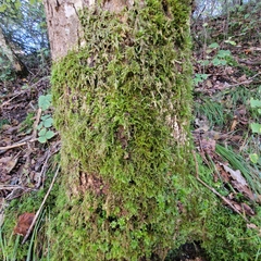 Brachythecium rivulare