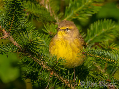 Setophaga palmarum hypochrysea