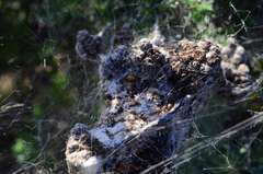 Stegodyphus dumicola