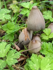 Coprinopsis atramentaria