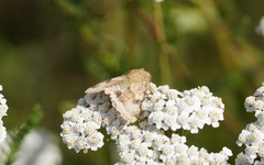 Heliothis viriplaca