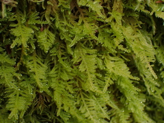 Stereodon subimponens