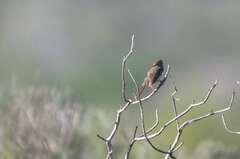 Cisticola subruficapilla