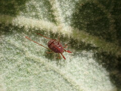 Erythraeidae