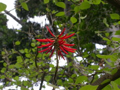 Erythrina rubrinervia