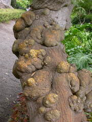 Erythrina rubrinervia