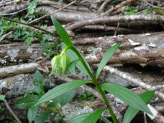 Lilium