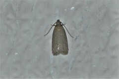 Autosticha kyotensis