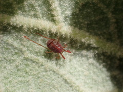 Erythraeidae