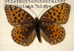 Argynnis niobe