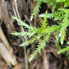 Brachythecium rutabulum