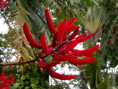 Erythrina × bidwillii