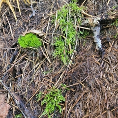 Brachythecium rutabulum