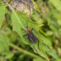 Phthiacnemia picta