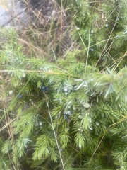 Juniperus