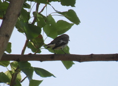 Ficedula hypoleuca