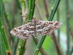 Diasemiopsis ramburialis