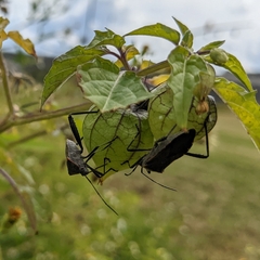 Phthiacnemia picta