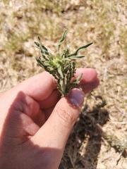 Erigeron bonariensis