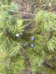 Juniperus