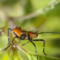 Phthiacnemia picta