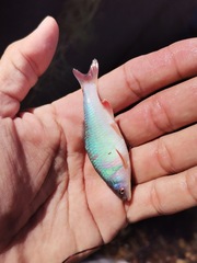 Cyprinella lutrensis