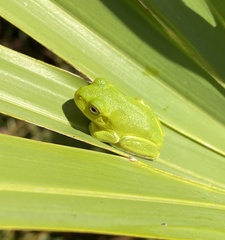 Hyla gratiosa