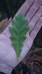 Quercus petraea