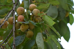 Diospyros virginiana