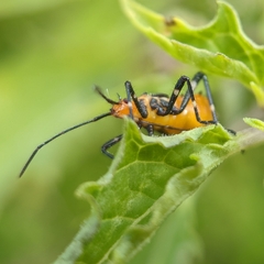 Phthiacnemia picta