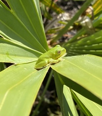 Hyla gratiosa