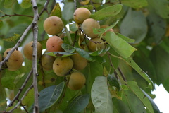 Diospyros virginiana