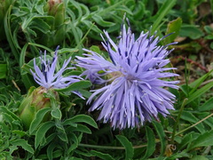 Carthamus mitissimus