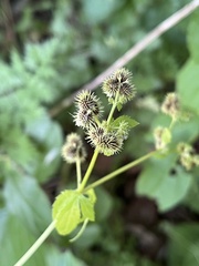 Sanicula canadensis