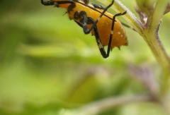 Phthiacnemia picta
