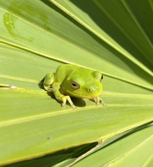 Hyla gratiosa