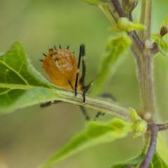 Phthiacnemia picta
