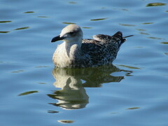 Larus fuscus