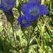 Victorin's Gentian - Photo (c) Sean Blaney, some rights reserved (CC BY-NC), uploaded by Sean Blaney