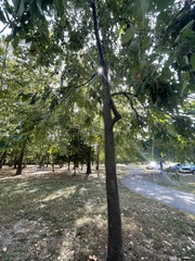 Diospyros virginiana