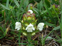 Prunella laciniata