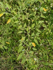 Phthiacnemia picta