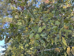 Celtis tenuifolia