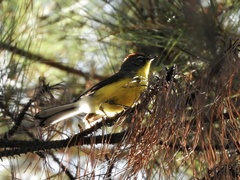 Myioborus brunniceps