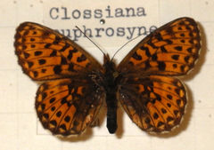 Boloria euphrosyne