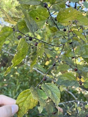 Celtis tenuifolia