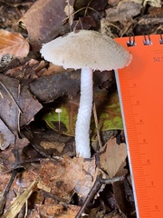 Inocybe
