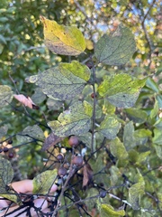 Celtis tenuifolia