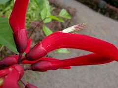 Erythrina × bidwillii